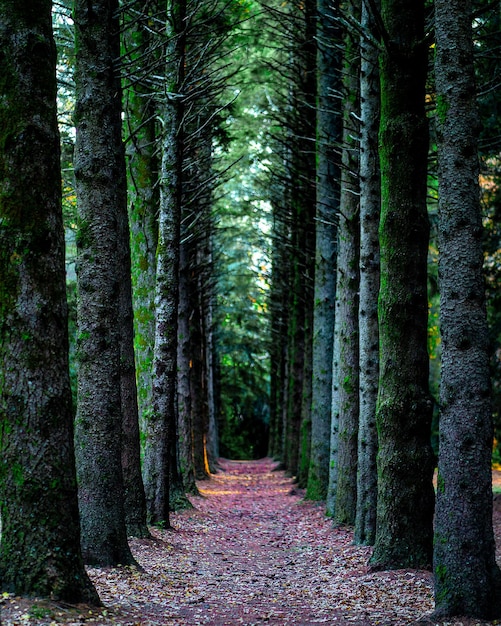 Vista de los árboles en el bosque