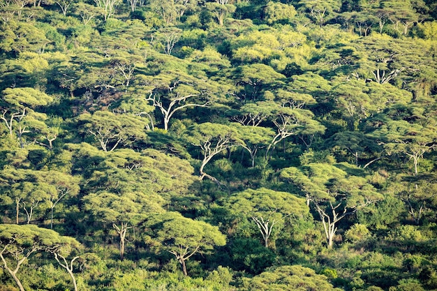 Foto vista de los árboles en el bosque