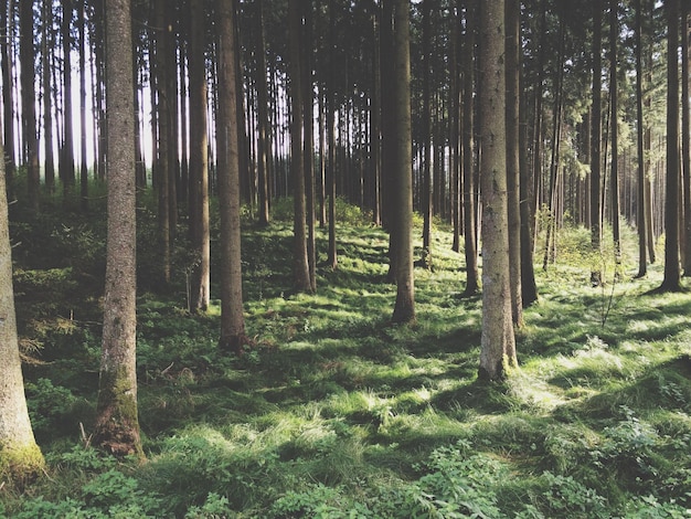Vista de los árboles en el bosque