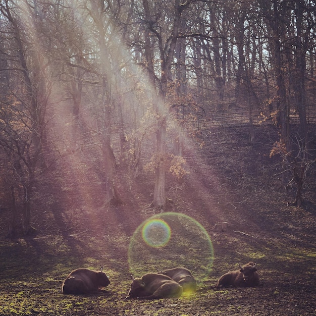 Foto vista de los árboles en el bosque