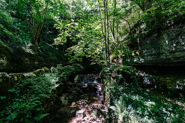 Vista de los árboles en el bosque