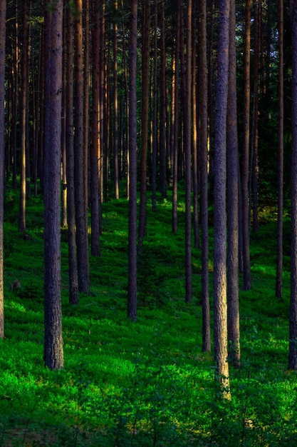 Foto vista de los árboles en el bosque.