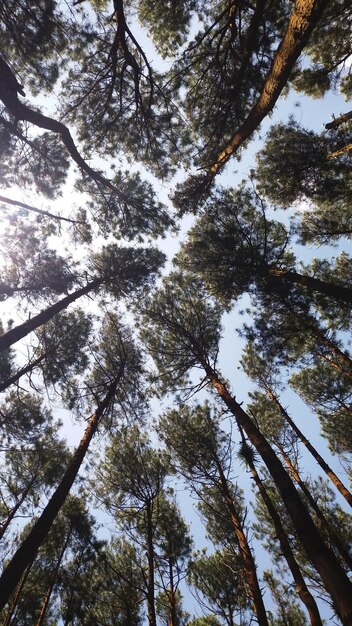 Una vista de los árboles en el bosque.