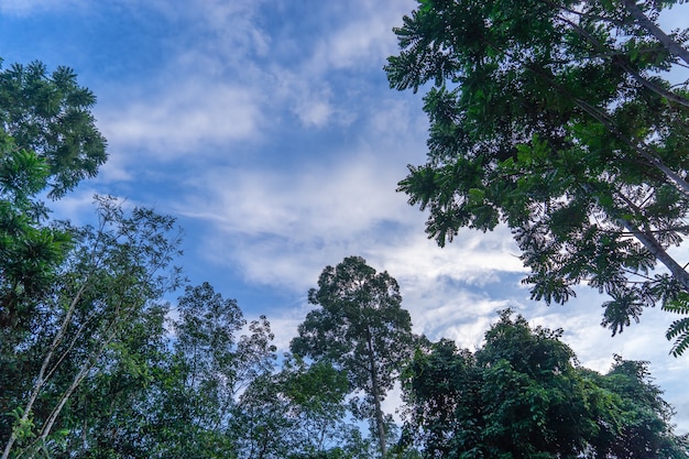 Vista de árboles con cielo azul y nubes blancas en el medio del bosque tropical, Th sur