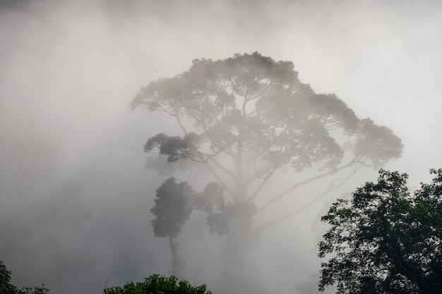 Vista de los árboles cubiertos por la niebla en el distrito de Aiyoweng, sur de Tailandia.