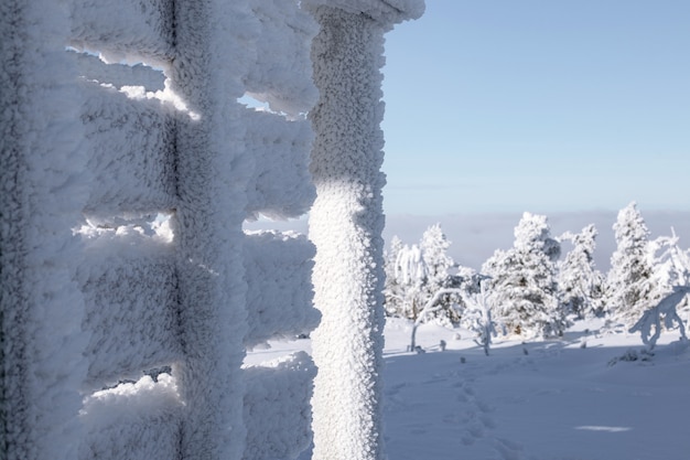 Vista de árboles cubiertos de nieve a través de nevando.