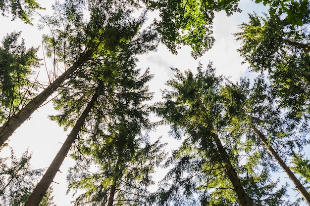 Vista de árboles desde dentro de un bosque