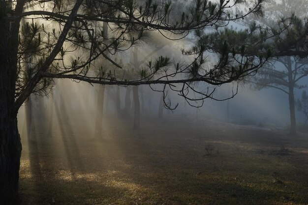 Foto vista de árboles desnudos en tiempo de niebla