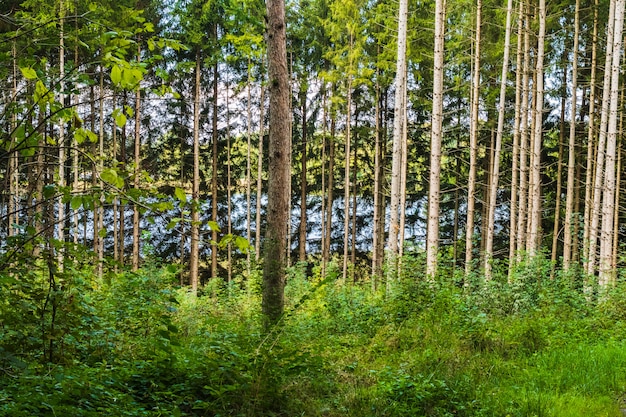 Vista de árboles desde el interior de un bosque.