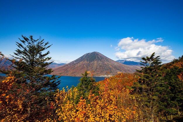 Foto vista de árboles con la montaña en el fondo