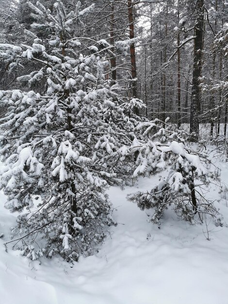 Vista de los árboles de Navidad en la nieve en el bosque Paisaje de invierno Árboles cubiertos de nieve