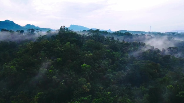 vista de arboles con niebla