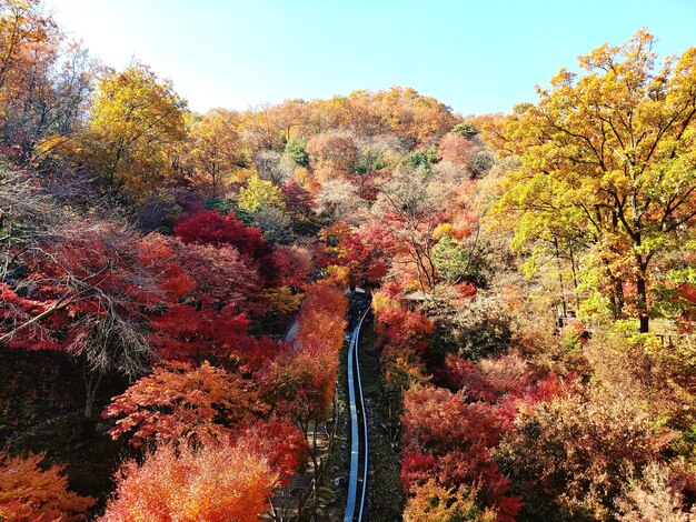 Foto vista de los árboles de otoño en el bosque