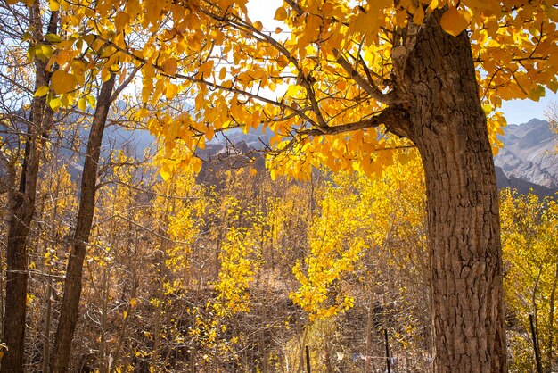 Foto vista de los árboles de otoño en el bosque