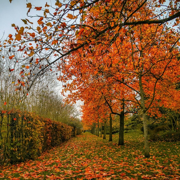 Foto vista de los árboles de otoño durante el otoño