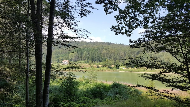 Foto vista de los árboles en el paisaje