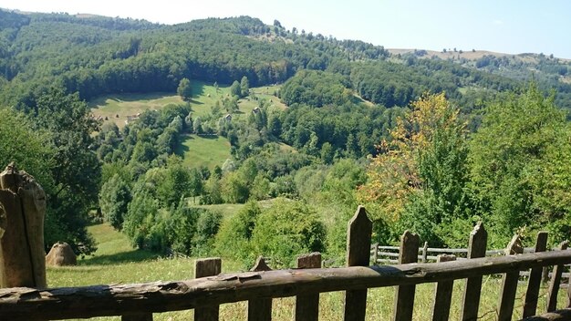 Foto vista de los árboles en el paisaje