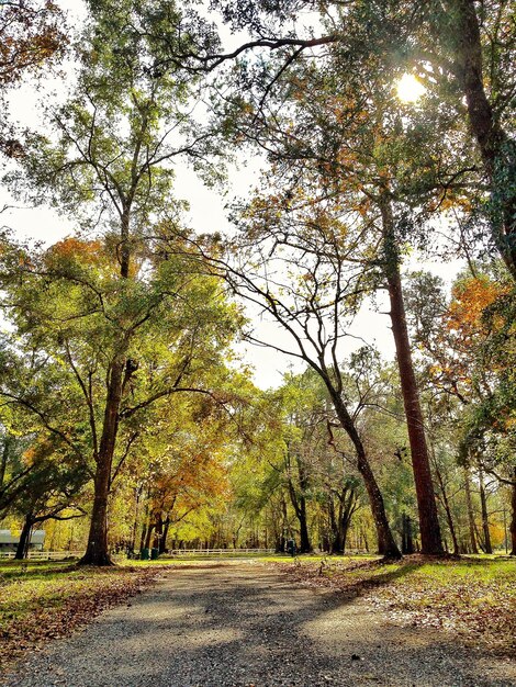 Vista de los árboles en el parque