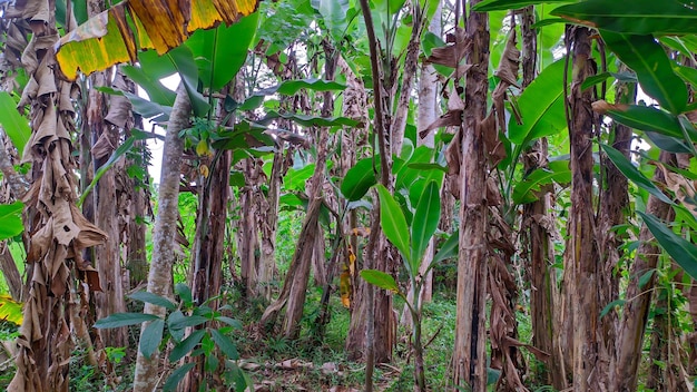 vista de árboles de plátano en Indonesia