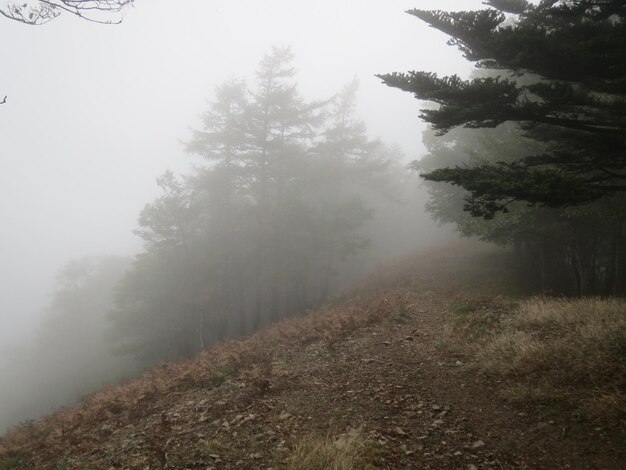 Foto vista de los árboles en tiempo de niebla
