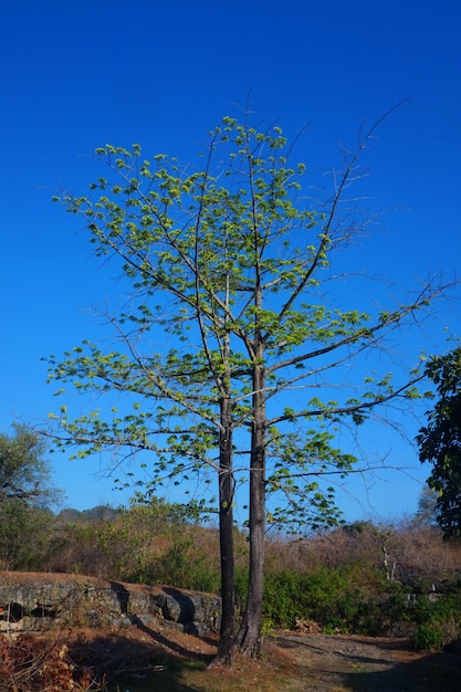 Vista de árboles en tierras áridas.