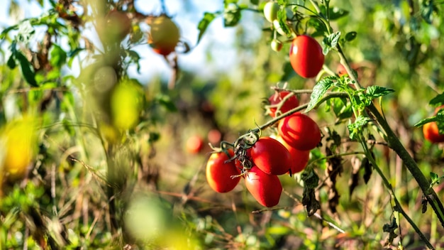 Vista de un arbusto de tomate