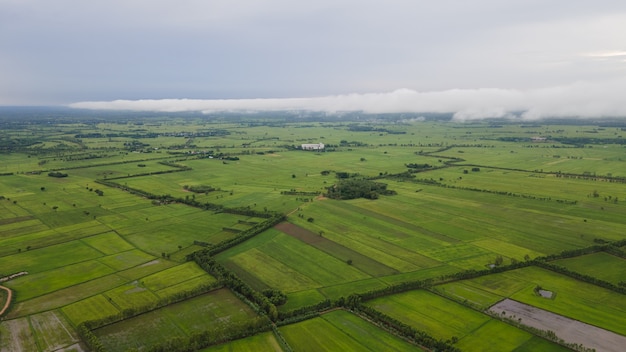 Vista de Ariel de los campos de arroz en Tailandia