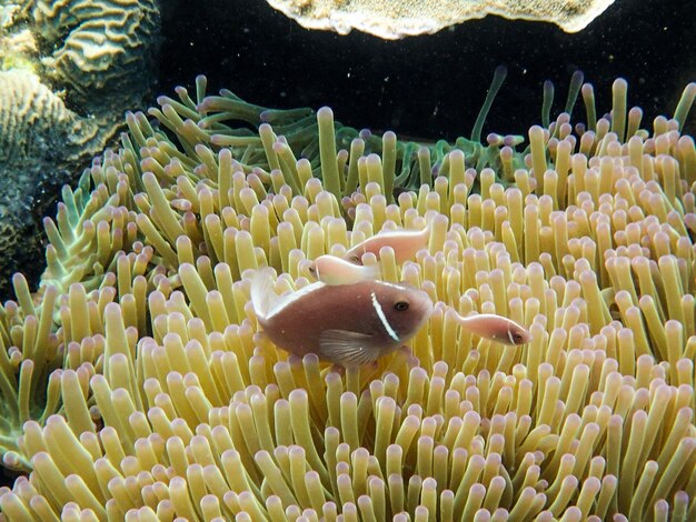 Foto vista del arrecife de coral y los peces