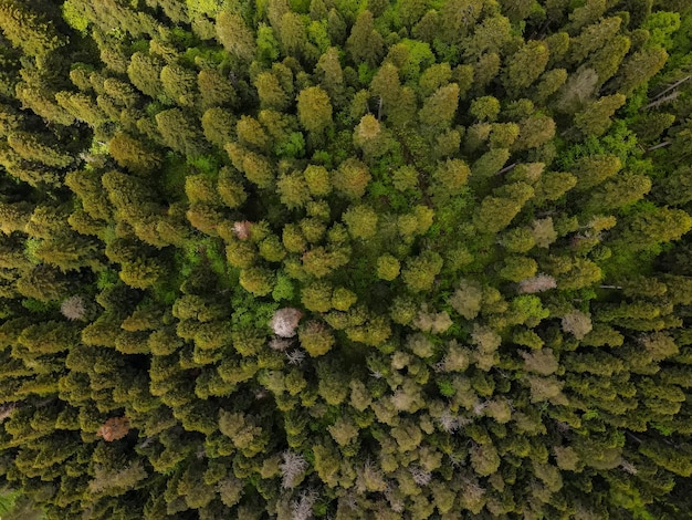 Vista de arriba hacia abajo del bosque verde bosque tiro aéreo drone volar sobre pinos