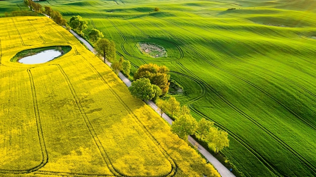 Vista de arriba hacia abajo de los campos de trigo y colza en el campo