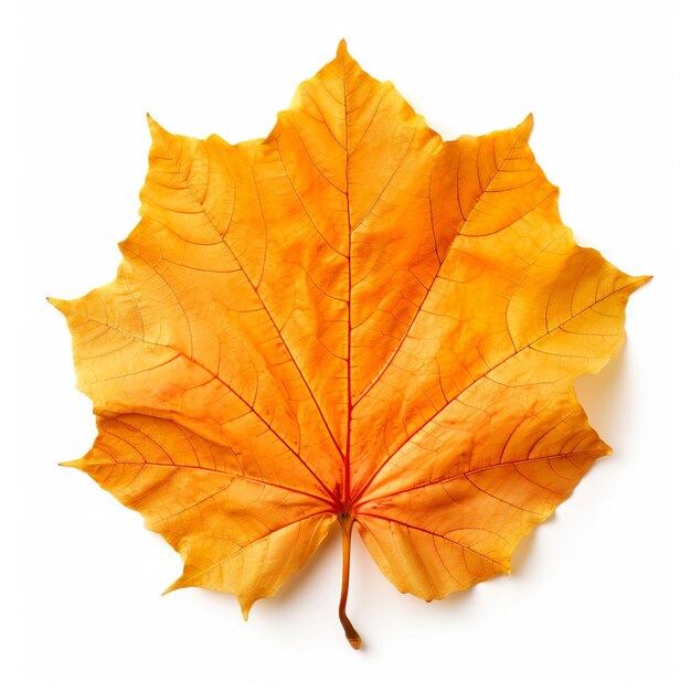 Foto vista de arriba hacia abajo de la hoja de otoño de la calabaza colocada horizontalmente fondo blanco ia generativa