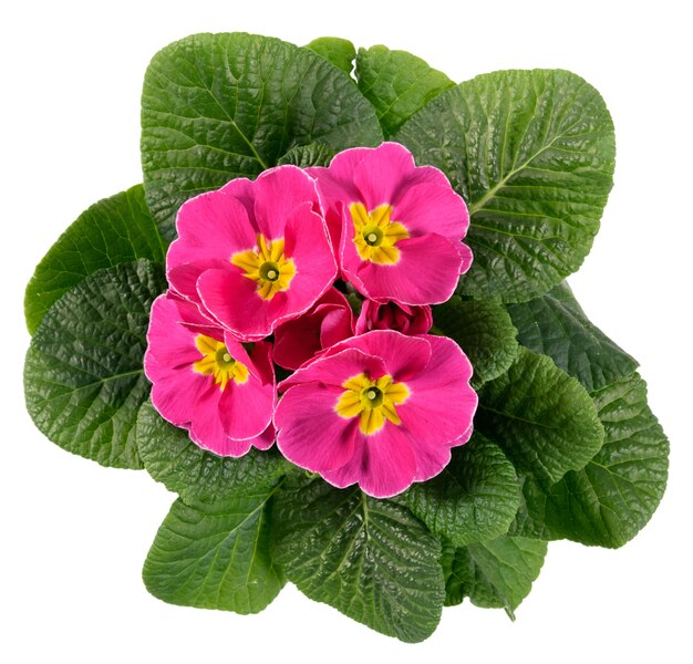 Vista de arriba hacia abajo sobre una flor de Primrose o Primula rosa y amarilla abigarrada con hojas frescas de color verde oscuro aisladas en blanco para la primavera y el verano estacionales, jardinería u temas hortícolas