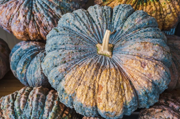 Foto vista de arriba de la calabaza en el puesto del mercado