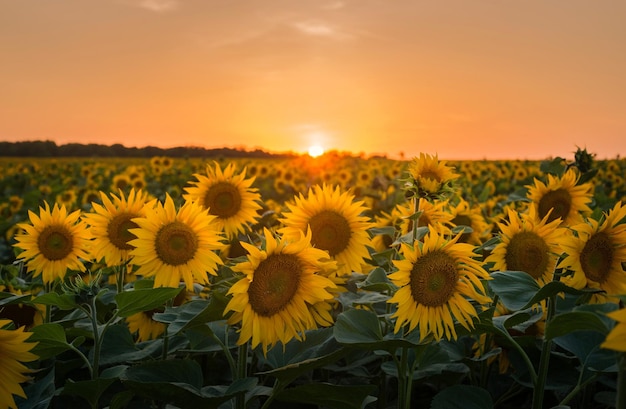 Vista desde arriba del campo de girasoles en verano al atardecer