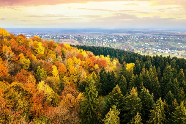 Vista desde arriba del denso bosque de pinos con copas de abetos verdes