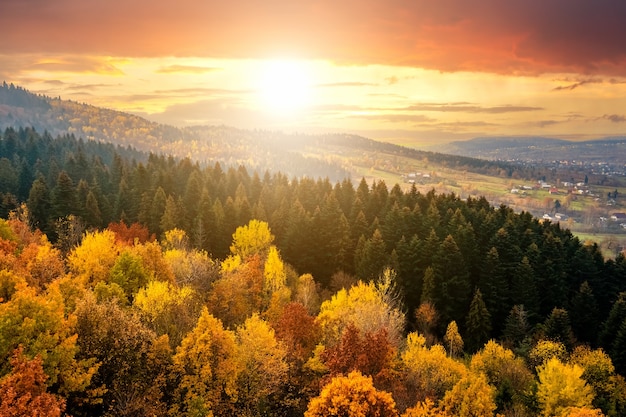 Vista desde arriba del denso bosque de pinos con marquesinas de abetos verdes y coloridas marquesinas amarillas en las montañas de otoño al atardecer.