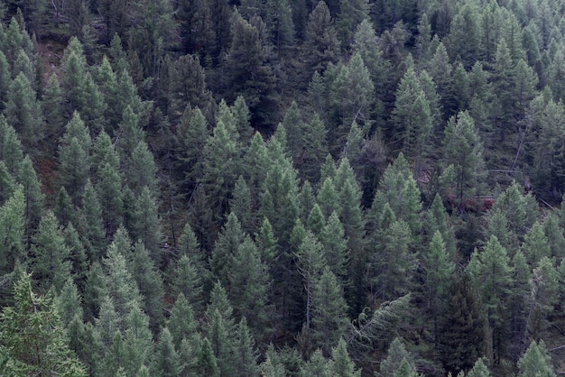 Vista desde arriba del denso bosque verde con pinos en pie y caídos en la ladera de la montaña