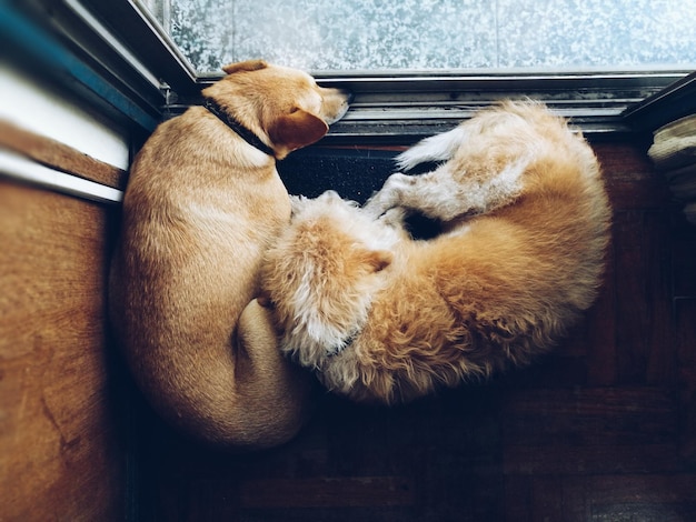 Vista de arriba de dos de los perros