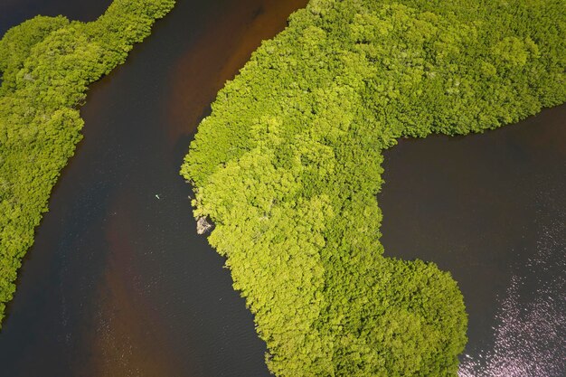 Vista desde arriba de los Everglades de Florida con vegetación verde entre las entradas de agua del océano Hábitat natural de muchas especies tropicales en los humedales