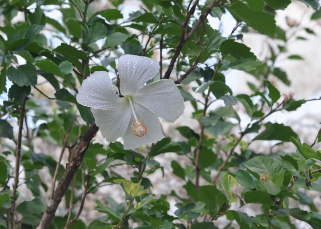 Foto una vista desde arriba de una flor increíblemente hermosa en todo su esplendor.