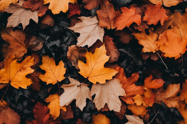 Vista de arriba de las hojas de otoño