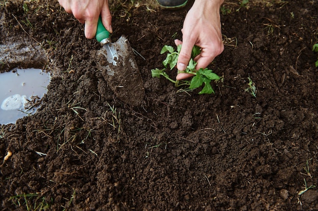 Foto vista desde arriba de las manos de los granjeros usando excavaciones de palas de jardín y aflojando el suelo negro mientras se plantan retoños de tomate en campo abierto de una granja ecológica