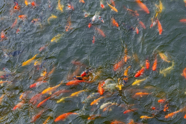 Foto vista desde arriba de los peces koi nadando en el estanque del acuario