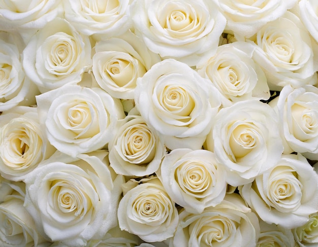 Vista desde arriba que muestra la belleza de las rosas blancas frescas