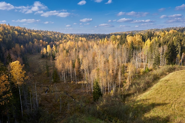 Vista desde arriba del soleado bosque de otoño amarillo