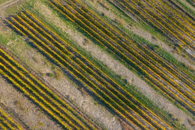 Vista de arriba de un viñedo en otoño