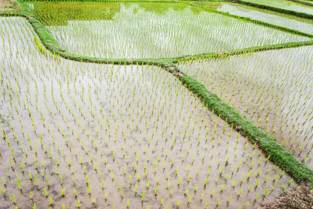 Vista de arroz en campo de arroz