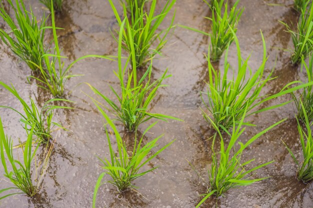 Vista de arroz joven brote listo para crecer en el campo de arroz