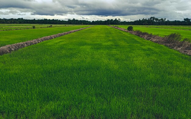 La vista de los arrozales se extendía y las nubes se veían nubladas y grises.