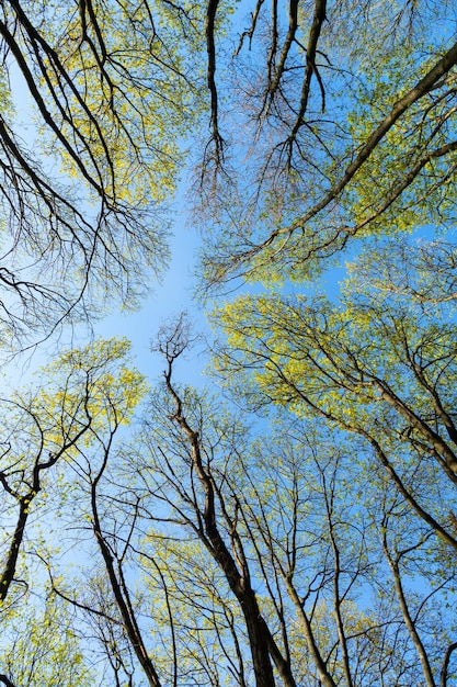 Vista ascendente da floresta de folha caduca contra o céu, copas das árvores.
